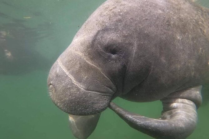Crystal River: Semi-Private Manatee Swim Tour With Heated Boat - Value check: what you really get for $74.99