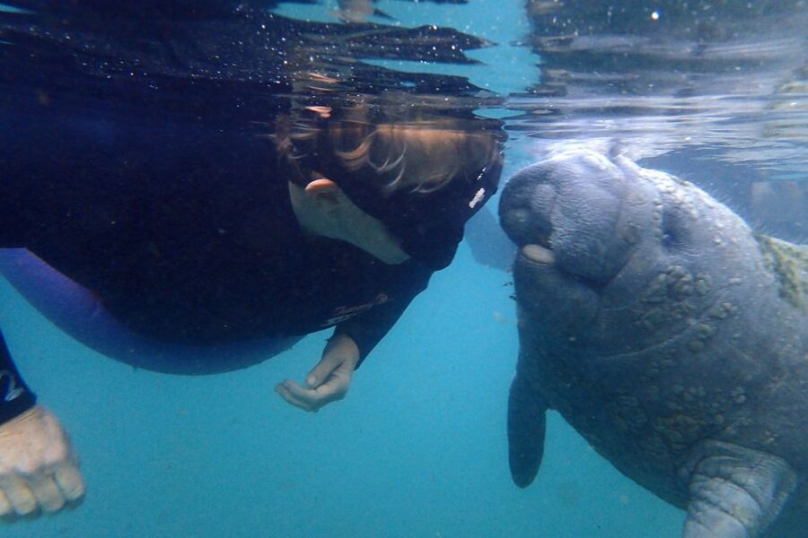 Crystal River: VIP Manatee Swim w/ In-water Photographer - Key things to know before you go