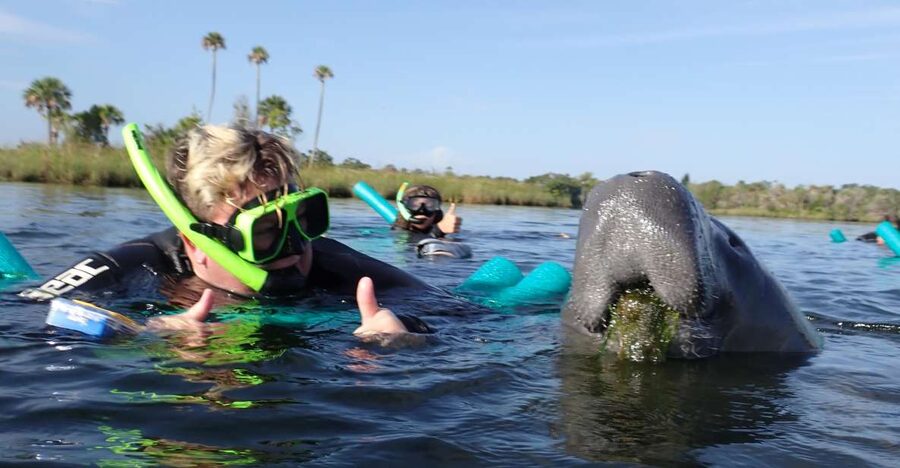 Crystal River: VIP Manatee Swim w/ In-water Photographer - VIP Manatee Swim in Crystal River: what this 3-hour trip really feels like