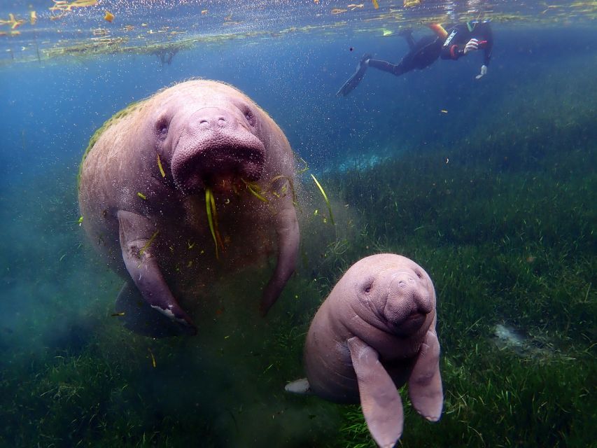 Crystal River: VIP Manatee Swim w/ In-water Photographer - The pontoon ride: comfort, drinks, and captain-led confidence