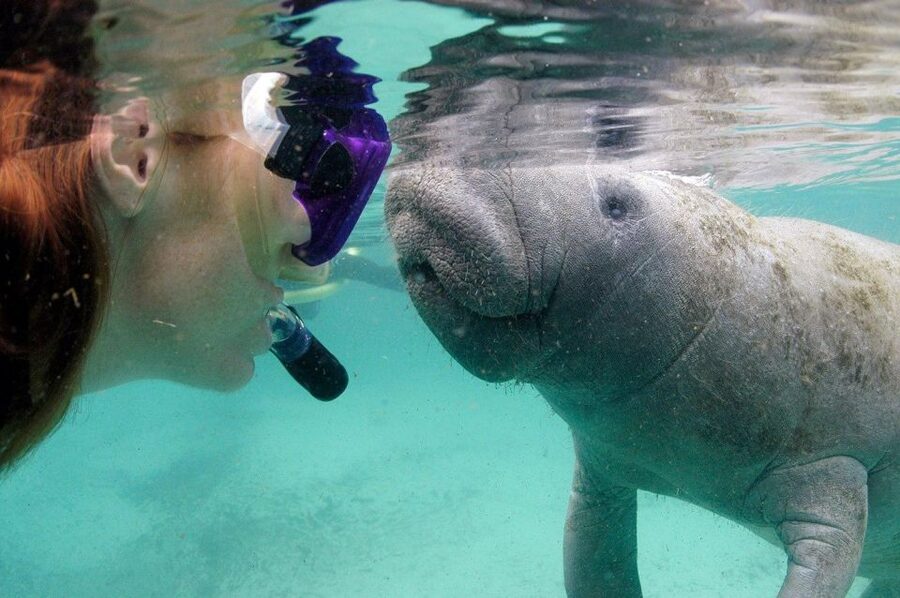 Crystal River: VIP Manatee Swim w/ In-water Photographer - Time on the water: how the day flows in real life