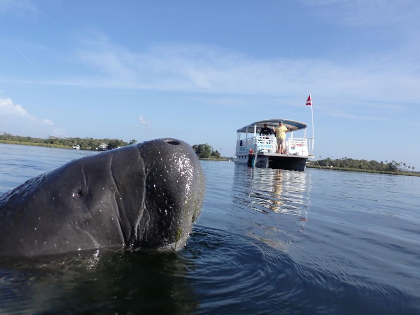 Crystal River: VIP Manatee Swim w/ In-water Photographer - King’s Bay Wildlife Refuge and the winter manatee draw