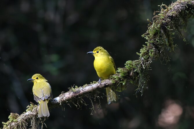 Dandeli Bird Photography Tour - Key things that make this tour worth your time