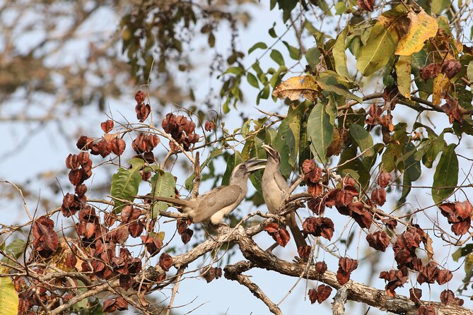 Dandeli Bird Photography Tour - Gear checklist: what to bring for better bird photos