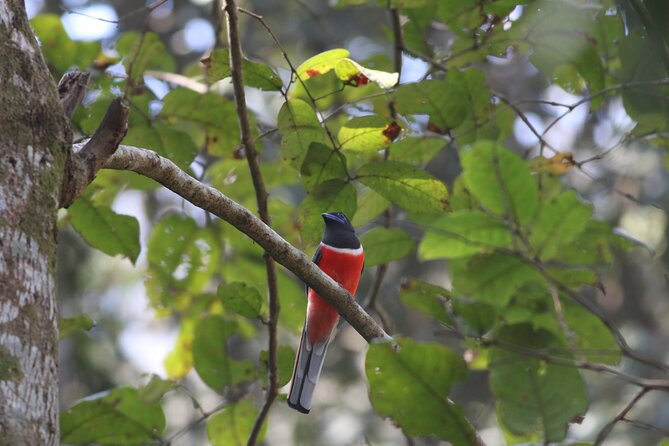 Dandeli Bird Photography Tour - What a private naturalist-led birding day actually feels like