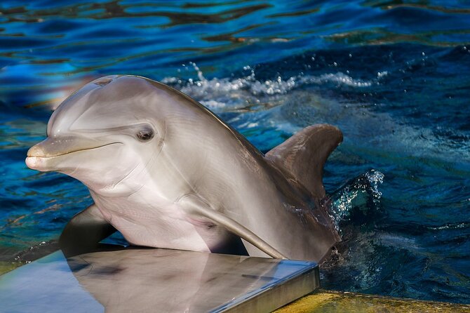 Dolphin Show & Photoshoot Package with Transfer from Hurghada - Hurghada Dolphin Show & Photos: What You’re Actually Buying