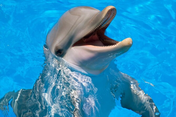 Dolphin Show & Photoshoot Package with Transfer from Hurghada - Price and Value Check: Low Starting Cost Plus a Few Extras