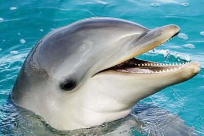 Dolphin Show & Photoshoot Package with Transfer from Hurghada - Dolphin Interaction and the Show: Controlled, Trainer-Led, and Busy-But-Safe