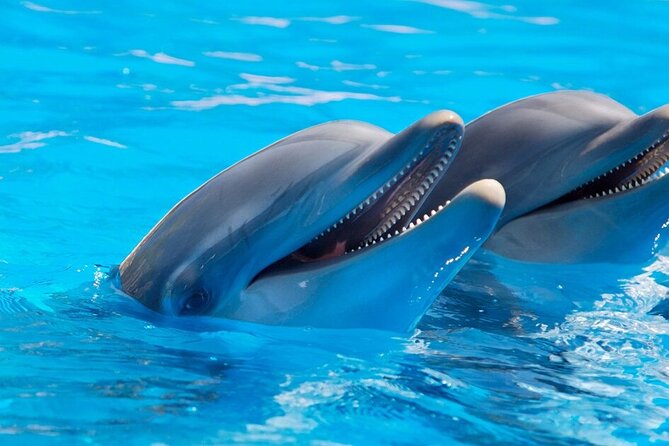 Dolphin Show & Photoshoot Package with Transfer from Hurghada - What to Bring (Without Guessing Extra Rules)
