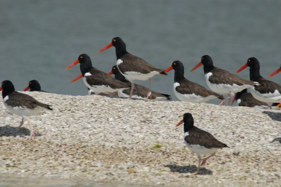 Everglades: Birding, Wildlife, and Photography Expedition - Key points before you go