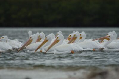 Everglades: Birding, Wildlife, and Photography Expedition - Florida Master Naturalist guidance: what you’ll actually learn on the water