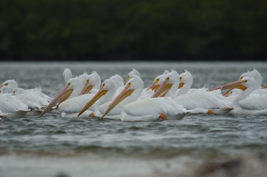 Everglades: Birding, Wildlife, and Photography Expedition - Florida Master Naturalist guidance: what you’ll actually learn on the water