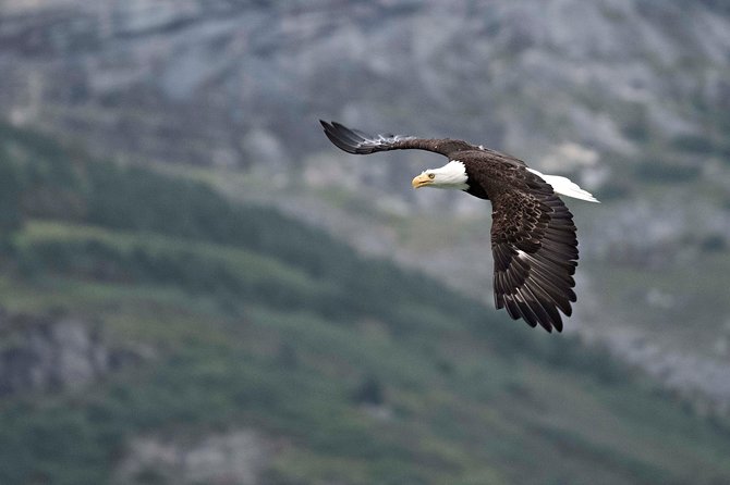 Exclusive Photography Tour to Haines - Skagway Departure - Wildlife odds: what you’re most likely to see by month