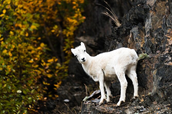 Exquisite Wildlife & Wilderness Photo Tour Anchorage -Whittier - Why Anchorage to Whittier is perfect for a photo-focused day