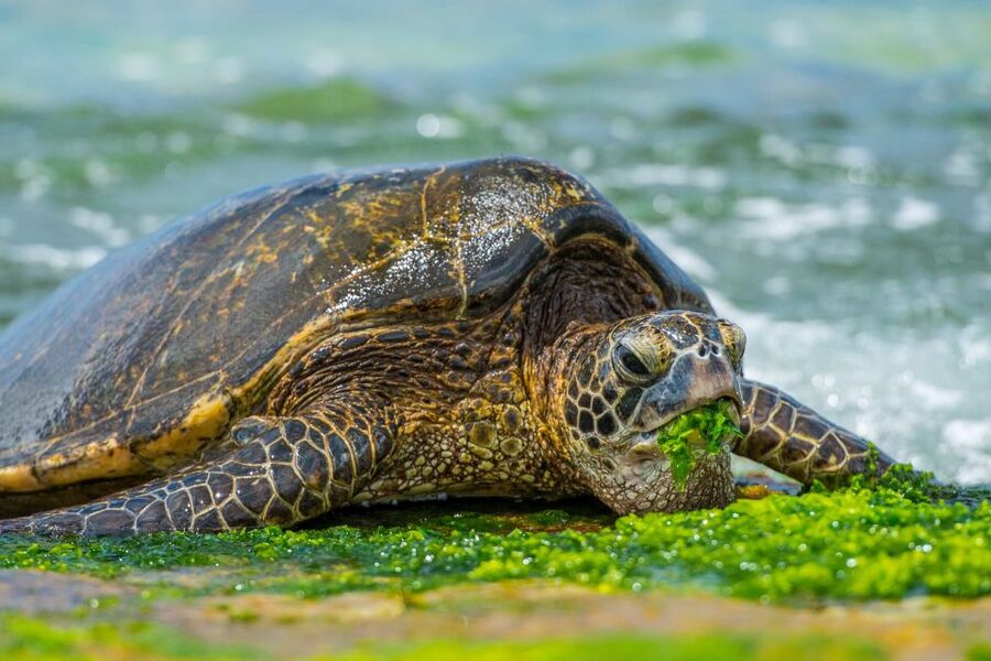 First Day Must 10-Hour Sunrise & Full Island Photo Tour - Kahuku snacks and the Kalapawai Market breakfast break