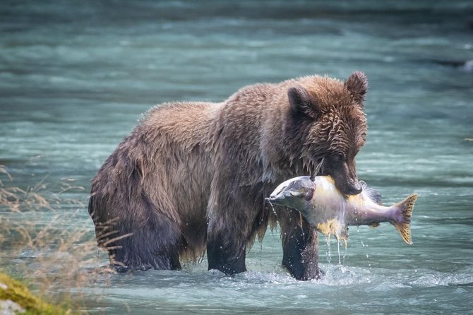 Focus on Haines Private Nature / Photography tour - Key highlights worth planning for