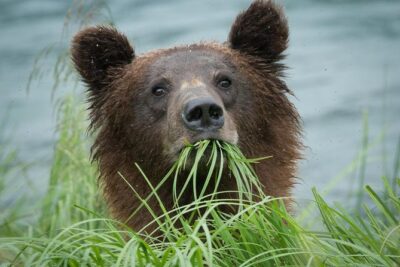 Focus on Haines Private Nature / Photography tour - Chilkat River and the Bald Eagle Preserve: salmon stream energy