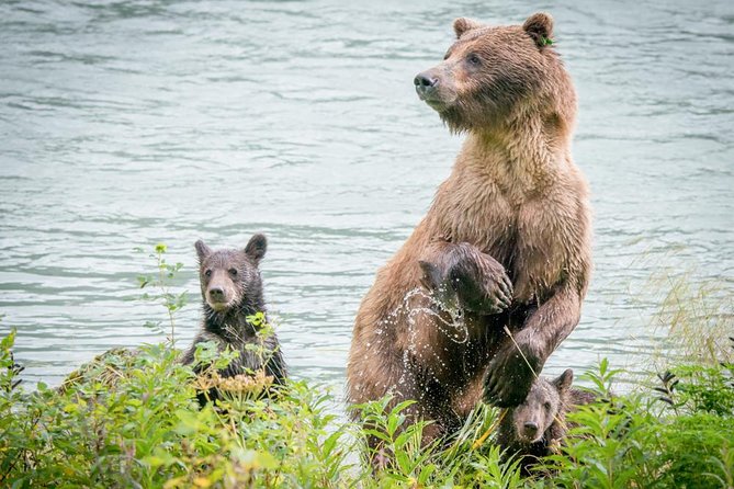 Focus on Haines Private Nature / Photography tour - How the pacing works (and why rain usually isn’t a deal-breaker)