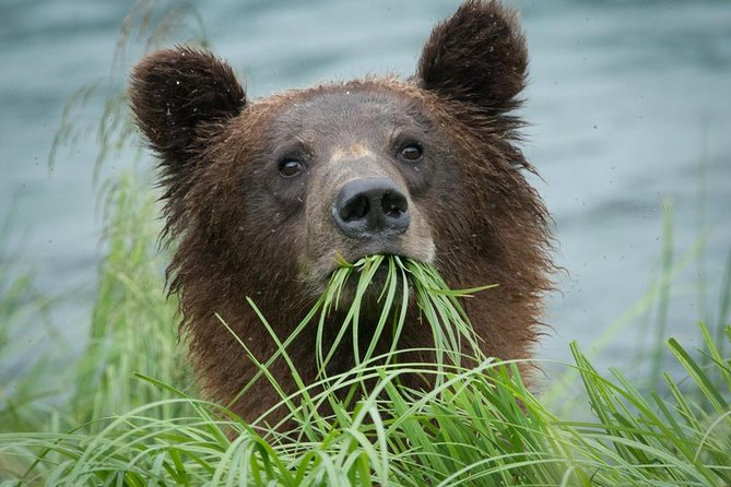 Focus on Haines Private Nature / Photography tour - Chilkat River and the Bald Eagle Preserve: salmon stream energy