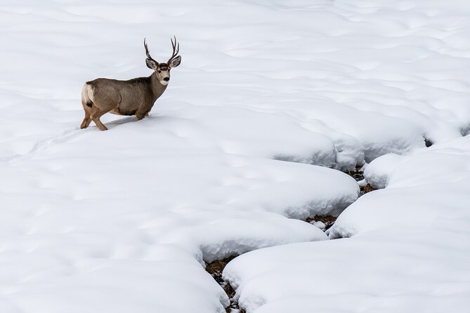 Full Day Guided Wildlife Photography Tour In Yellowstone - The Lamar Valley session: wildlife, birds, and real photo challenges