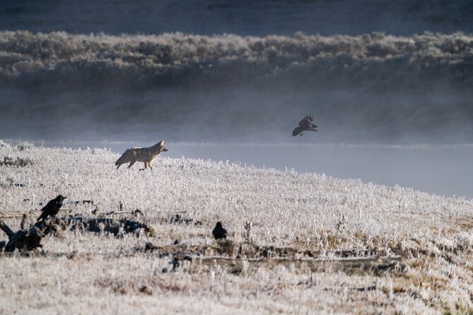 Full Day Guided Wildlife Photography Tour In Yellowstone - After the trip: one-on-one editing help on Discord