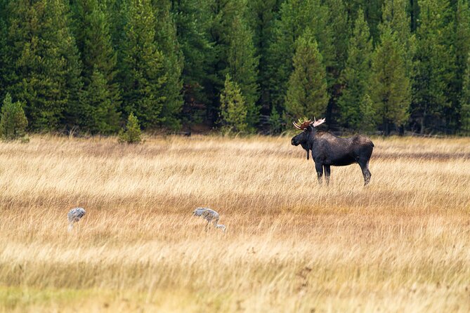 Full Day Guided Wildlife Photography Tour In Yellowstone - Price and value: when $652.50 makes sense