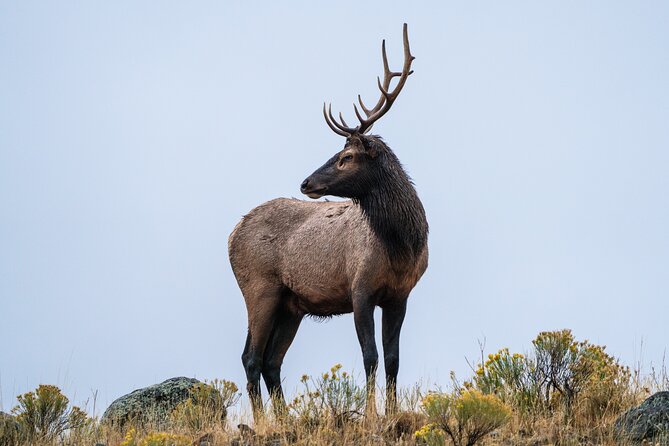 Full Day Guided Wildlife Photography Tour In Yellowstone - Weather and timing: the practical reality of a photo day