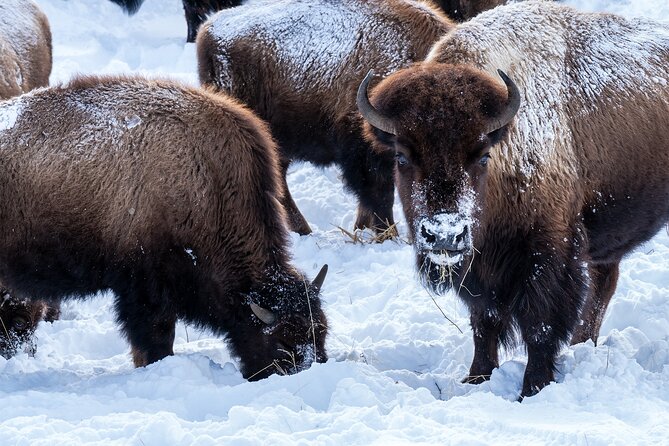 Full Day Guided Wildlife Photography Tour In Yellowstone - How Christopher turns you from shooter to photographer