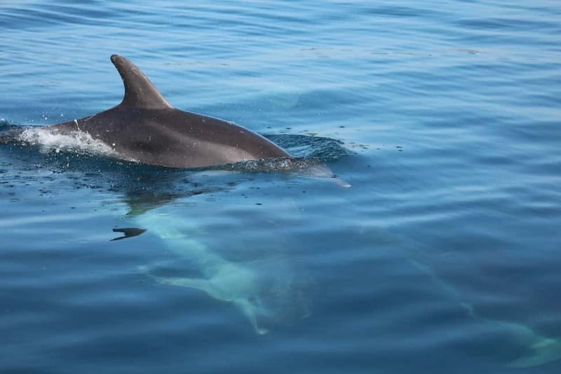Golfo Aranci: Sup with dolphins, aperitif & photo shoot - Key things to know before you go