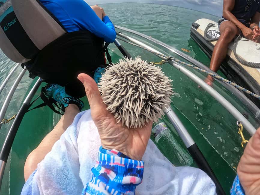 Grenada: Clear Kayak Tour with Drone Photoshoot - Coconut Water Straight From the Shell