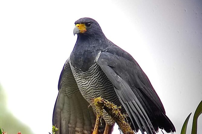 Guided Birding Photography Experience - What your guide does for photography, not just birding