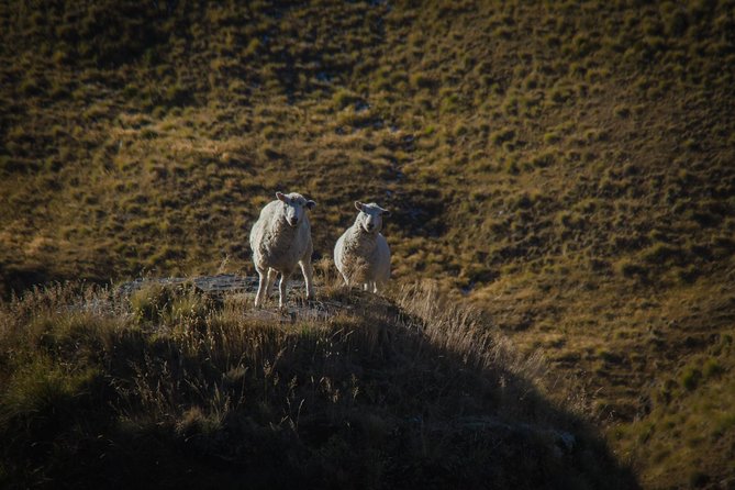 Half Day Queenstown & Beyond Private Scenic Photography Tour - Coffee, cookies, and why timing matters more than you think
