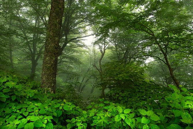 Half-Day Tour With Instruction in Vistas & Waterfall Photography - Weather and pacing: the “good day” factor