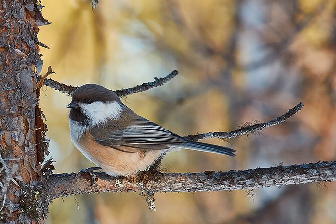 Half day Wildlife and Nature Photography - Kiruna in half a day: why the timing matters