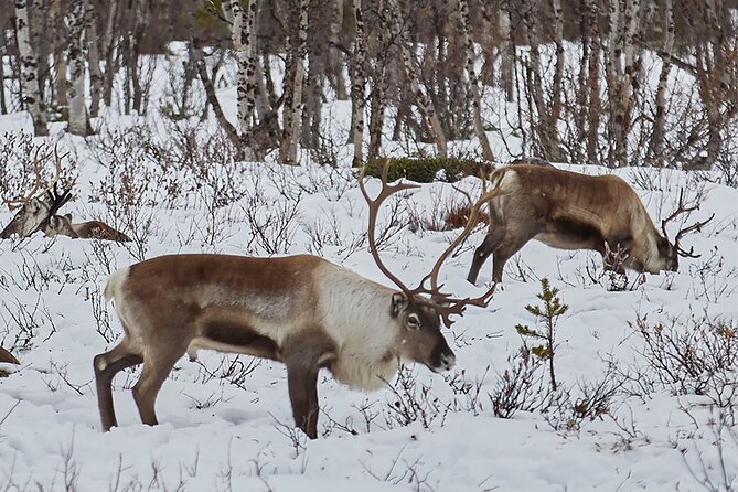 Half day Wildlife and Nature Photography - Wildlife photography without the hype: what you can and can’t expect