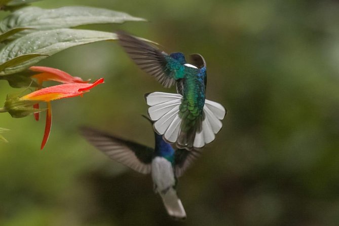 Jaco Birdwatching and Photography with Sergio - Key things that make this birding tour work