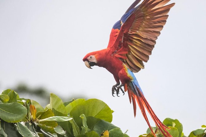 Jaco Birdwatching and Photography with Sergio - Morning pickup in Jacó: getting to the birds without the stress