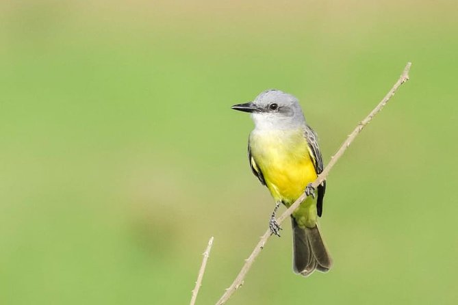 Jaco Birdwatching and Photography with Sergio - Price and value: what $101.54 buys you in the real world