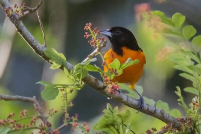 Jaco Birdwatching and Photography with Sergio - Beyond Carara: other nearby habitats Sergio can add to your route
