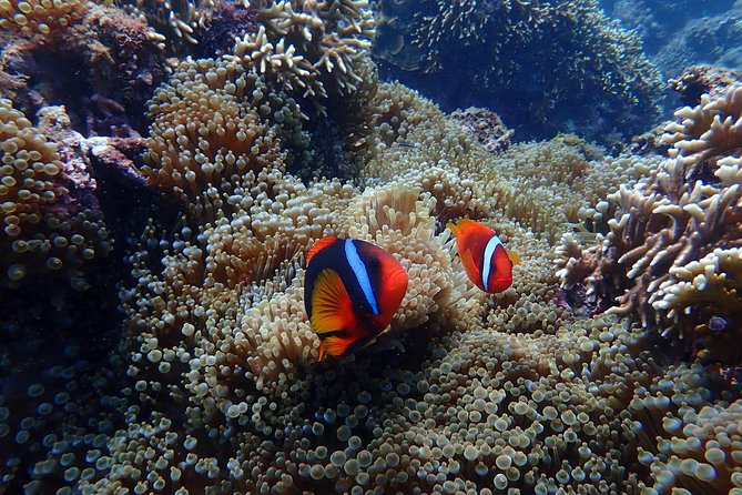 Kenting, Taiwan｜Snorkeling Free underwater photography One-on-one with instructor｜Taiwan Diving Snorkeling - Certificate time: the part people remember
