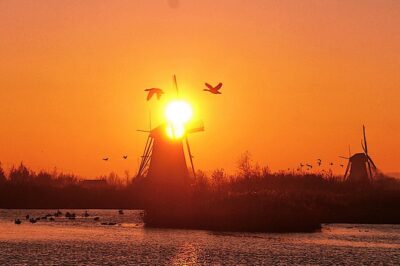 Kinderdijk Photography tour - The walking photo route: geese, reeds, and changing water levels