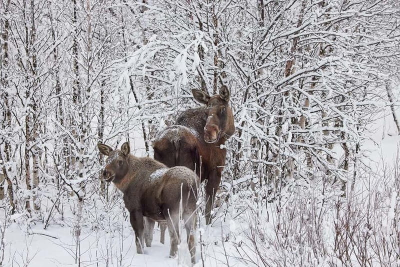 Kiruna: Wildlife and nature photography - Key highlights I’d plan around