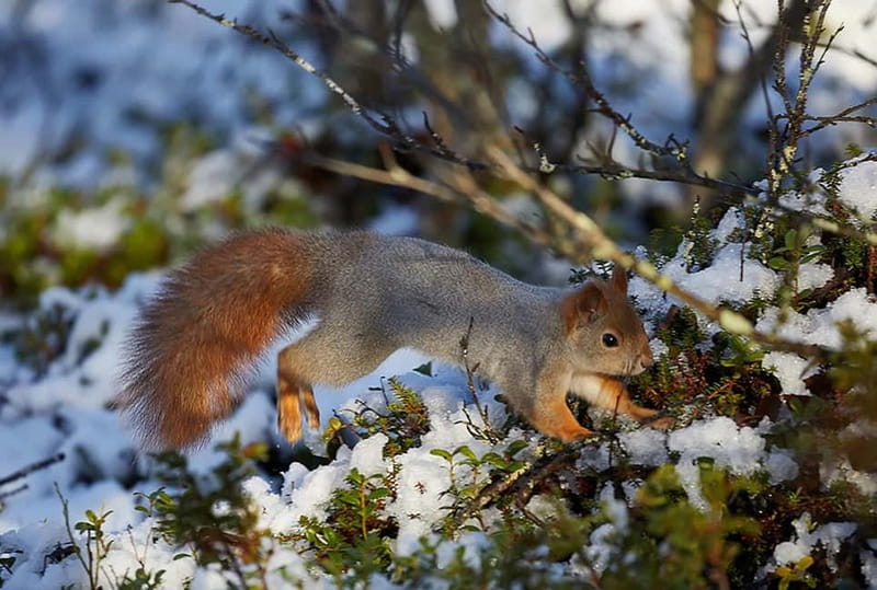 Kiruna: Wildlife and nature photography - Kiruna morning logistics: pickup, timing, and what the “4 hours” really means