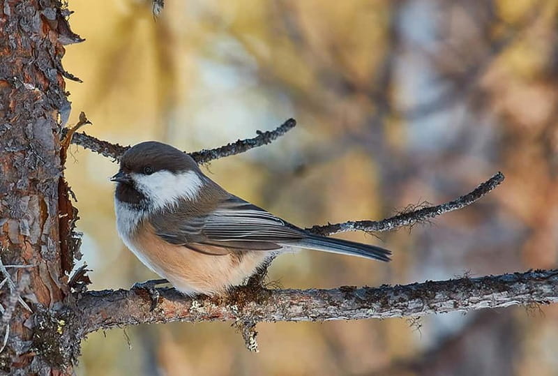 Kiruna: Wildlife and nature photography - Tele-lens wildlife photography: what you get and what to bring