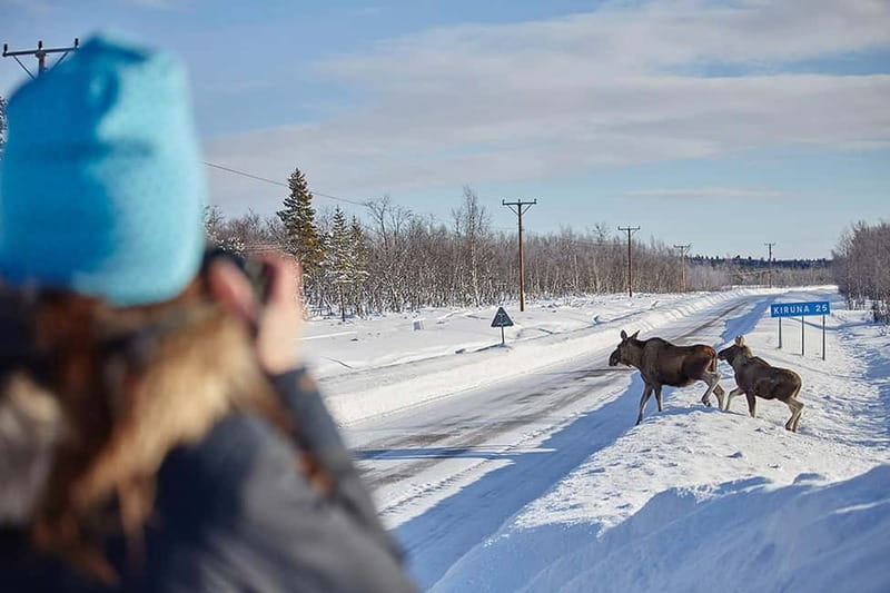 Kiruna: Wildlife and nature photography - Moose and arctic animals: how close you can expect to get