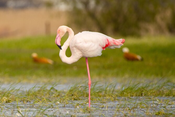 Kos Wildlife Walks: birdwatching and animal photography - Key things I’d note before you go