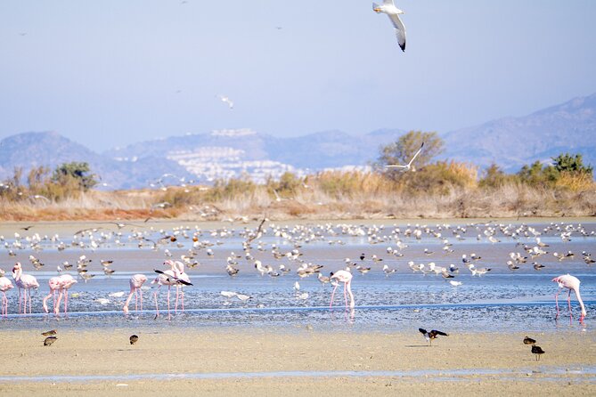 Kos Wildlife Walks: birdwatching and animal photography - Kos wildlife walks: what this trip is really for