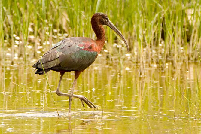 Kos Wildlife Walks: birdwatching and animal photography - When to go on Kos for real sightings