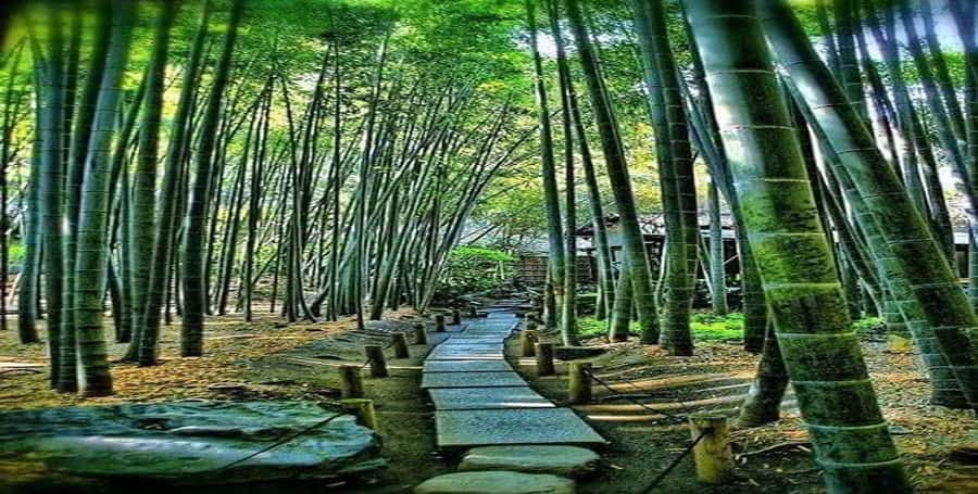 Kyoto:Private Tour/Luxury Vehicle with Guide & photographer - What’s included, what’s not, and how to budget for a stress-free day