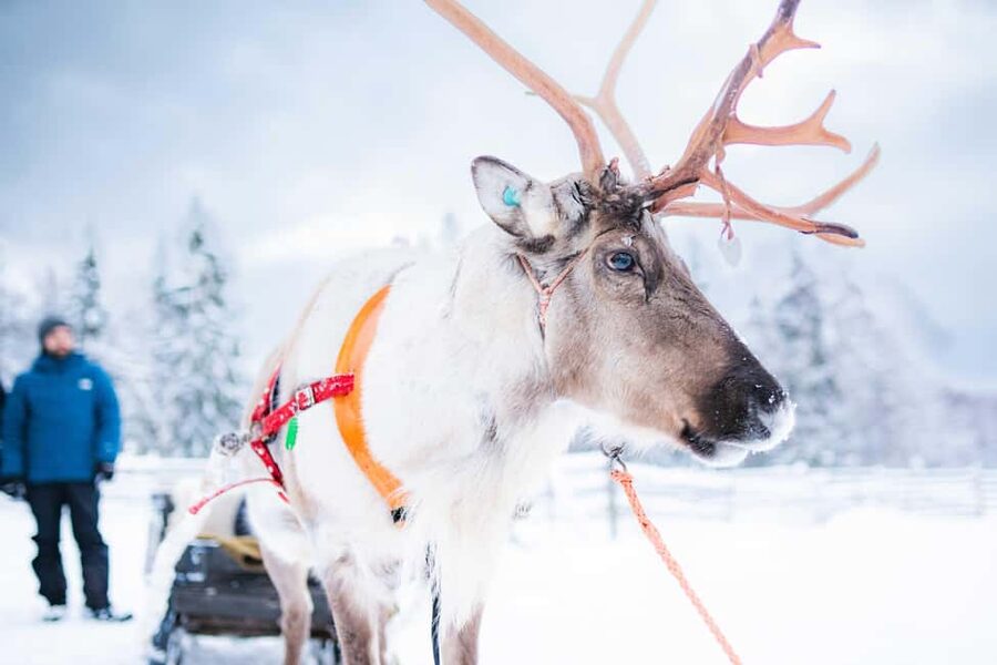 Levi: Authentic Reindeer Sled Ride with Photographer - Meeting the Reindeer in Levi’s Winter World